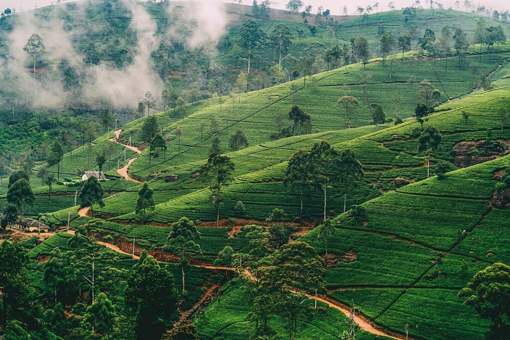 Nuwara Eliya in sri lanka